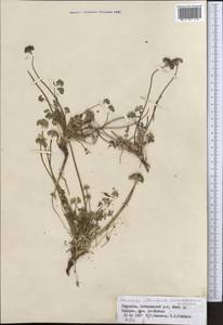 Lomatocarpa albomarginata (Schrenk) Pimenov & Lavrova, Middle Asia, Northern & Central Tian Shan (M4) (Kyrgyzstan)