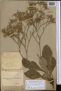 Limonium sareptanum (A. K. Becker) Gams, Middle Asia, Northern & Central Kazakhstan (M10) (Kazakhstan)