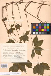 Parthenocissus quinquefolia (L.) Planch., Eastern Europe, Moscow region (E4a) (Russia)