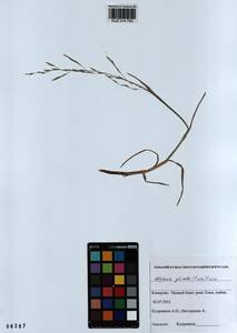 Glyceria notata Chevall., Siberia, Altai & Sayany Mountains (S2) (Russia)