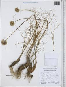 Allium dshungaricum Vved., South Asia, South Asia (Asia outside ex-Soviet states and Mongolia) (ASIA) (China)