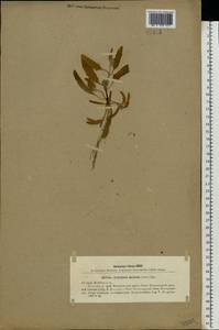 Atriplex patens (Litv.) Iljin, Eastern Europe, Lower Volga region (E9) (Russia)