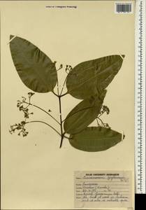 Cinnamomum verum J. S. Presl, South Asia, South Asia (Asia outside ex-Soviet states and Mongolia) (ASIA) (India)