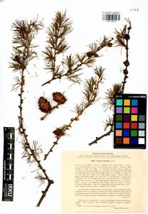 Larix sibirica Ledeb., Siberia, Baikal & Transbaikal region (S4) (Russia)