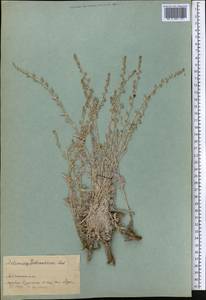 Artemisia schrenkiana Ledeb., Middle Asia, Pamir & Pamiro-Alai (M2) (Tajikistan)