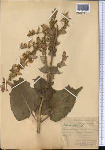 Salvia sclarea L., Middle Asia, Syr-Darian deserts & Kyzylkum (M7) (Uzbekistan)