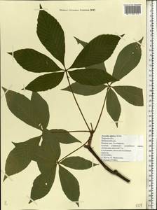Aesculus glabra Willd., Eastern Europe, North-Western region (E2) (Russia)