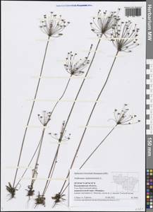 Androsace septentrionalis L., Eastern Europe, Central region (E4) (Russia)