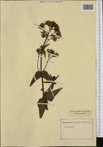 Centranthus ruber (L.) DC., Western Europe (EUR) (Not classified)