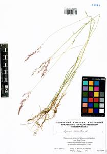 Agrostis stolonifera L., Siberia, Baikal & Transbaikal region (S4) (Russia)