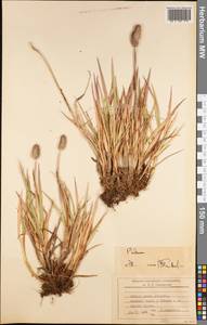 Phleum, America (AMER) (South Georgia and the South Sandwich Islands)