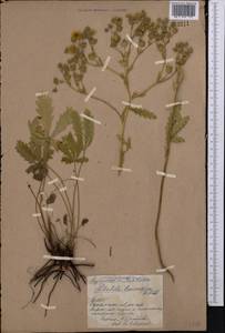 Potentilla pedata Willd., Middle Asia, Northern & Central Kazakhstan (M10) (Kazakhstan)