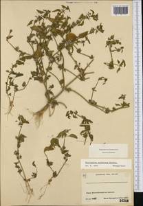 Dicliptera verticillata (Forssk.) C. Christensen, Western Europe (EUR) (France)