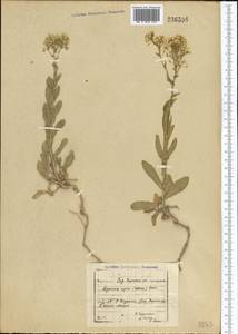 Lepidium chalepense L., Middle Asia, Syr-Darian deserts & Kyzylkum (M7) (Uzbekistan)