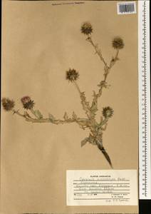 Cousinia microcarpa Boiss., South Asia, South Asia (Asia outside ex-Soviet states and Mongolia) (ASIA) (Afghanistan)