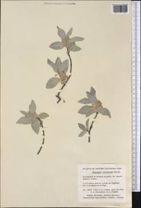 Elaeagnus commutata Bernh. ex Rydb., America (AMER) (Canada)