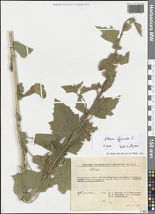 Althaea officinalis L., Eastern Europe, Lower Volga region (E9) (Russia)