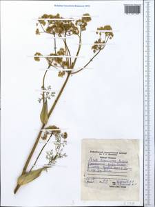 Ferula tenuisecta Korovin ex Pavlov, Middle Asia, Western Tian Shan & Karatau (M3) (Tajikistan)