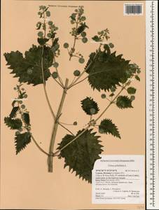 Urtica pilulifera L., South Asia, South Asia (Asia outside ex-Soviet states and Mongolia) (ASIA) (Cyprus)