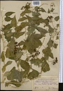 Solanum dulcamara L., Middle Asia, Western Tian Shan & Karatau (M3) (Kazakhstan)