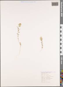 Alyssum hirsutum M.Bieb., Caucasus, Black Sea Shore (from Novorossiysk to Adler) (K3) (Russia)
