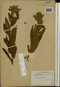 Euphorbia lucida Waldst. & Kit., Eastern Europe, Moldova (E13a) (Moldova)
