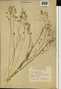 Camelina sativa (L.) Crantz, Eastern Europe, North-Western region (E2) (Russia)