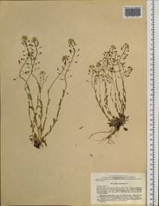 Noccaea cochleariforme (DC.) Á. Löve & D. Löve, Siberia, Russian Far East (S6) (Russia)