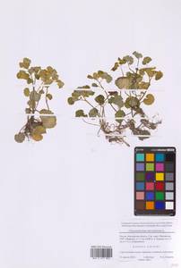 Chrysosplenium alternifolium L., Eastern Europe, Moscow region (E4a) (Russia)