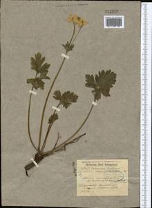 Anemonastrum protractum (Ulbr.) Holub, Middle Asia, Northern & Central Tian Shan (M4) (Kazakhstan)