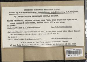 Tetralophozia setiformis (Ehrh.) Schljakov, Bryophytes, Bryophytes - Karelia, Leningrad & Murmansk Oblasts (B4) (Russia)