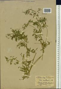 Vicia multicaulis Ledeb., Siberia, Russian Far East (S6) (Russia)