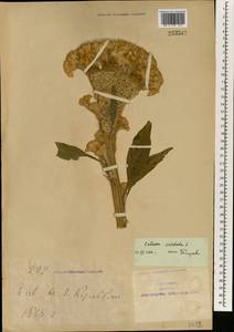 Celosia argentea f. cristata (L.) Schinz, South Asia, South Asia (Asia outside ex-Soviet states and Mongolia) (ASIA) (China)