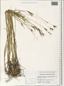 Bothriochloa ischaemum (L.) Keng, Caucasus, Black Sea Shore (from Novorossiysk to Adler) (K3) (Russia)