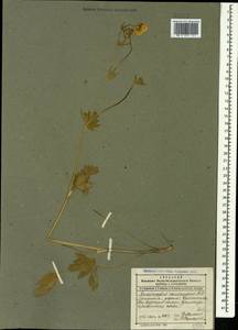 Ranunculus caucasicus M. Bieb., Caucasus, Dagestan (K2) (Russia)