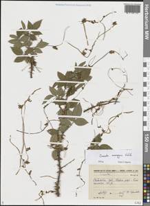 Cuscuta monogyna Vahl, Eastern Europe, Lower Volga region (E9) (Russia)