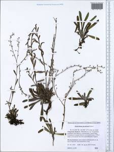 Eritrichium jacuticum Popov, Siberia, Russian Far East (S6) (Russia)