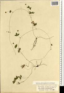 Potentilla flagellaris Willd. ex Schltdl., Mongolia (MONG) (Mongolia)