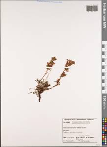 Pedicularis amoena Adams ex Steven, Siberia, Central Siberia (S3) (Russia)