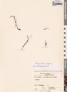 Utricularia minor L., Siberia, Chukotka & Kamchatka (S7) (Russia)