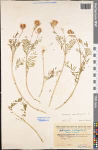 Astragalus onobrychis L., Eastern Europe, North Ukrainian region (E11) (Ukraine)