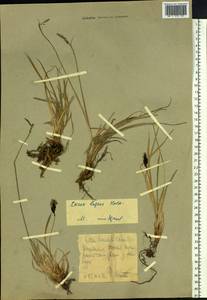 Carex bigelowii subsp. lugens (Holm) T.V.Egorova, Siberia, Chukotka & Kamchatka (S7) (Russia)