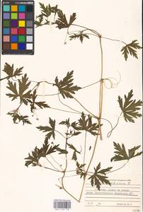 Geranium sibiricum L., Eastern Europe, Moscow region (E4a) (Russia)