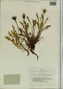 Crepis chrysantha subsp. chrysantha, Siberia, Altai & Sayany Mountains (S2) (Russia)