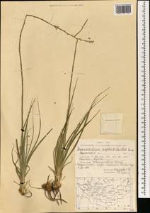 Anemarrhena asphodeloides Bunge, Mongolia (MONG) (Mongolia)