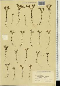 Cerastium ramosissimum Boiss., Crimea (KRYM) (Russia)