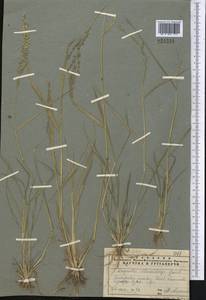 Eragrostis cilianensis (All.) Janch., Middle Asia, Pamir & Pamiro-Alai (M2) (Tajikistan)