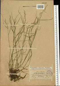 Poa nemoralis L., Eastern Europe, North-Western region (E2) (Russia)