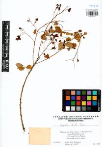 Lespedeza bicolor Turcz., Siberia, Russian Far East (S6) (Russia)