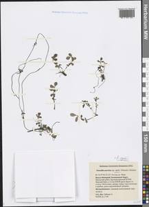 Argentina anserina subsp. egedei (Wormsk.) Á. Löve & Ritchie, Siberia, Western Siberia (S1) (Russia)